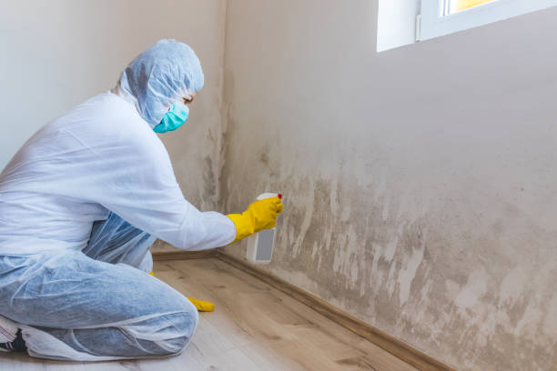 Licensed Mold Remediation service in Arlington Heights, IL - WQB Mold Removal